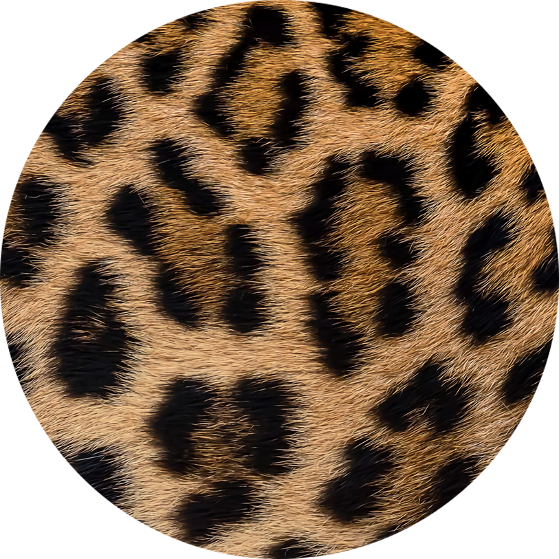 Custom Car Coasters - Neoprene Sublimated Coasters (Set of 2)